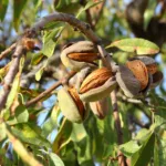 Almond Plant