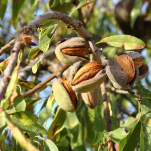 Almond Plant