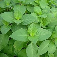 Ram Tulsi (Holy Basil – Green Tulsi)