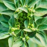 Ashwagandha (Withania somnifera -Indian Ginseng)