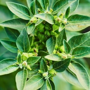 Ashwagandha (Withania somnifera -Indian Ginseng)