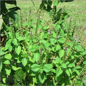 Vana Tulsi Plant (Wild Holy Basil)